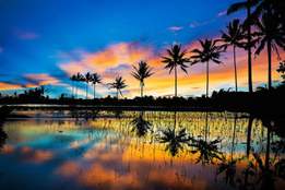 palm trees at sunset